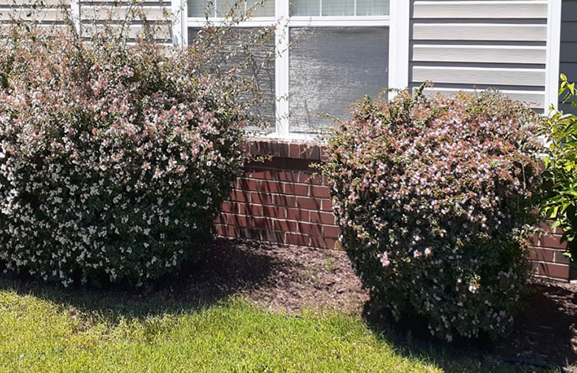 Spirea