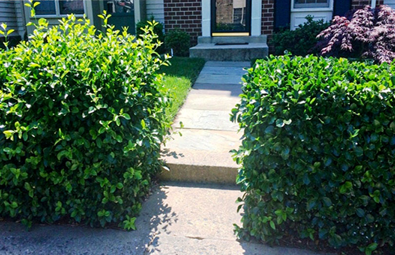 Spirea
