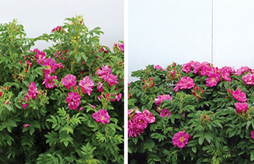 Spirea