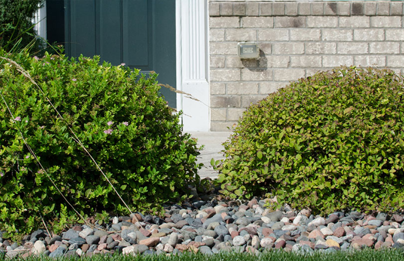 Spirea