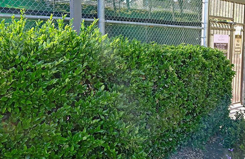 Spirea