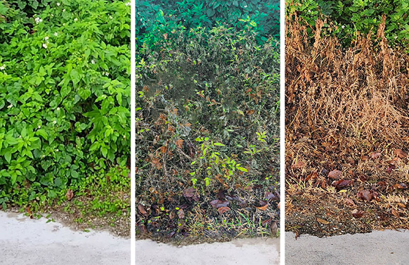 Spirea