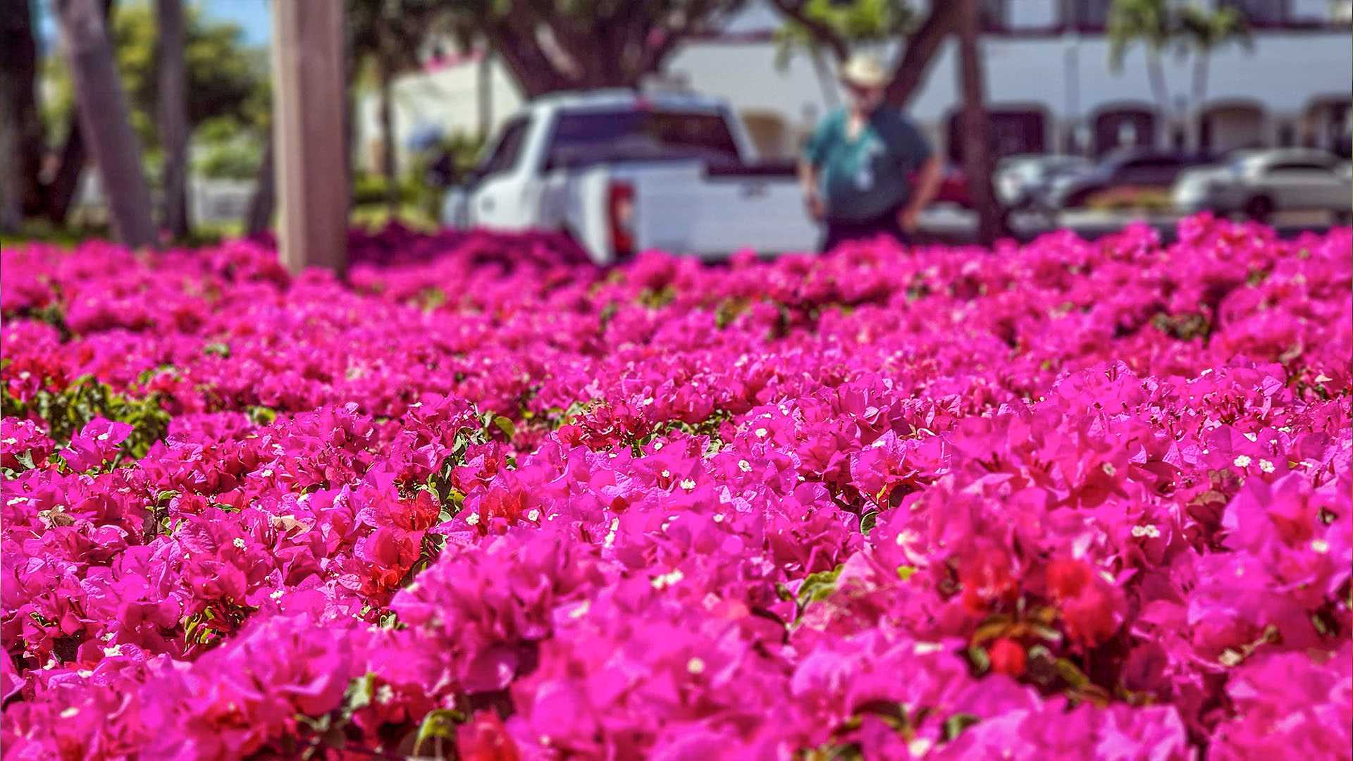 bougainvillea