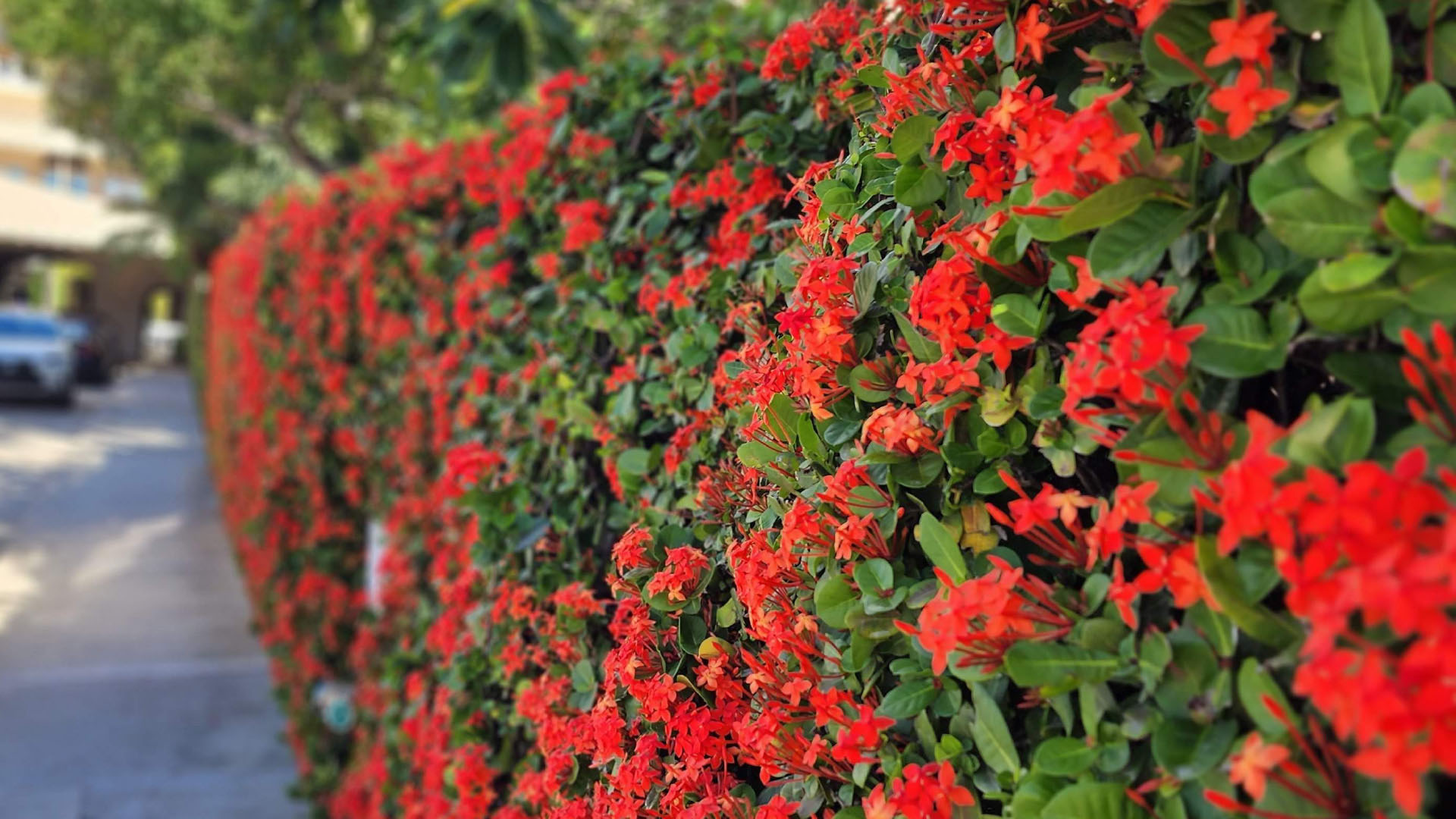 ixora