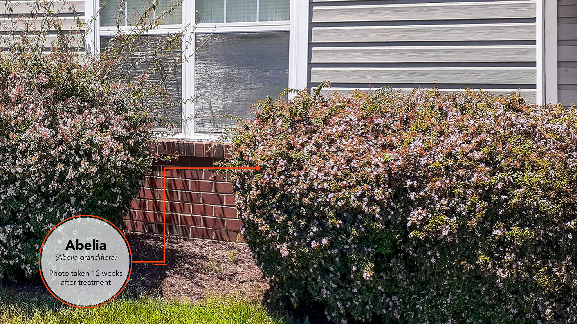 Abelia Results