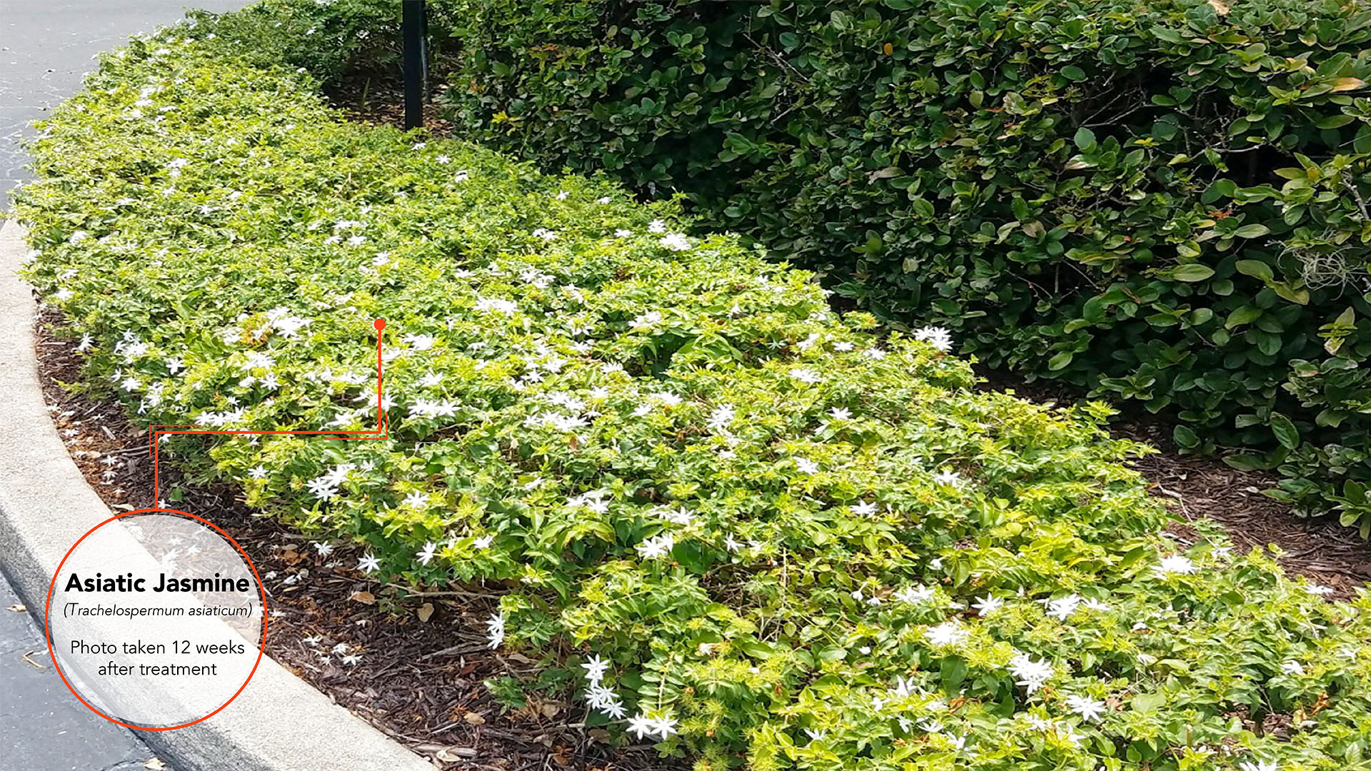 Asiatic Jasmine Results