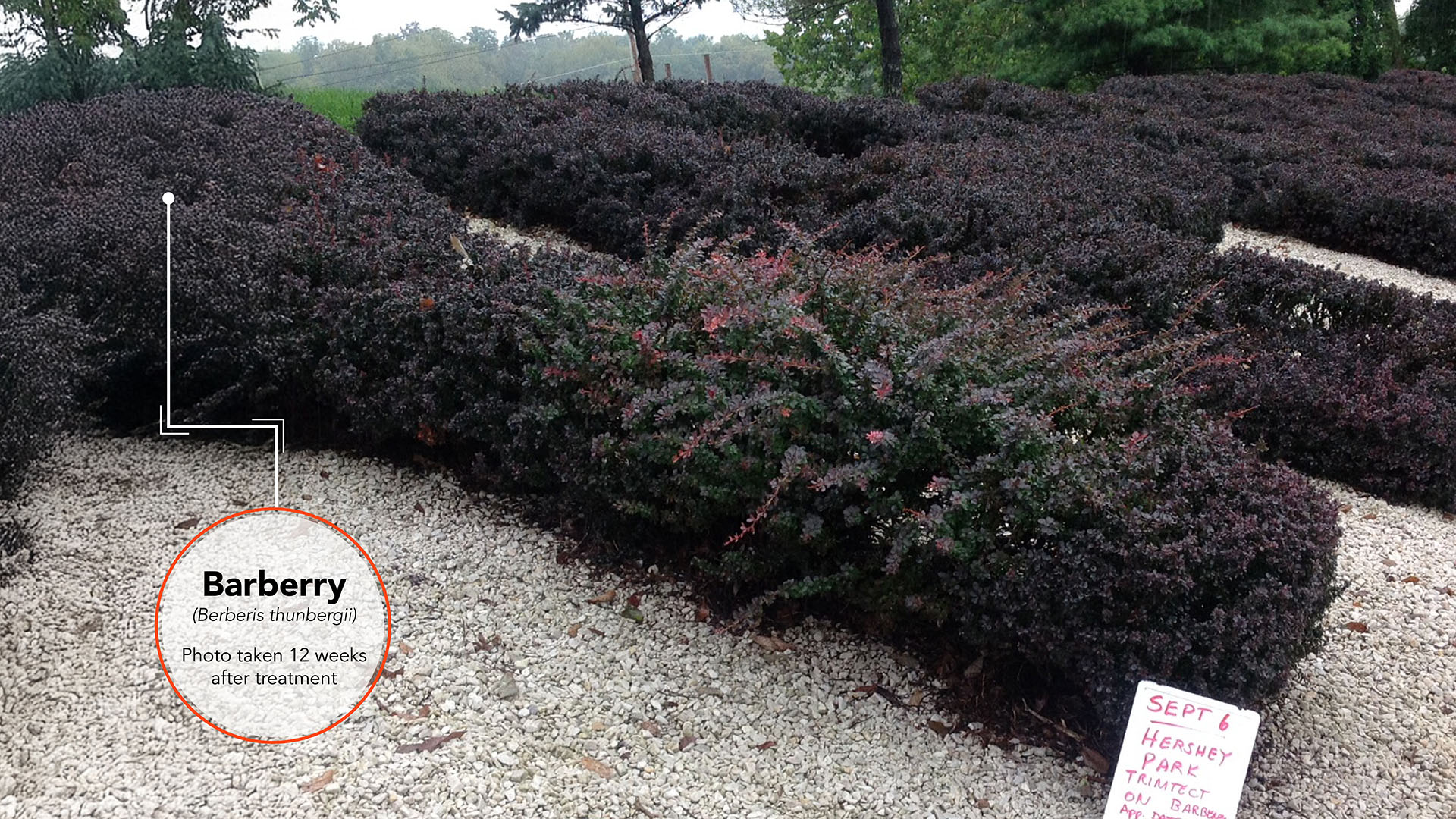 Barberry Results