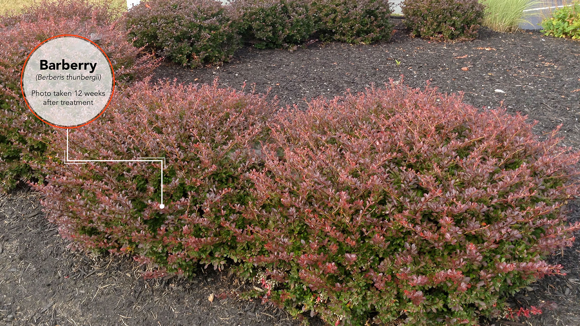 Barberry Results