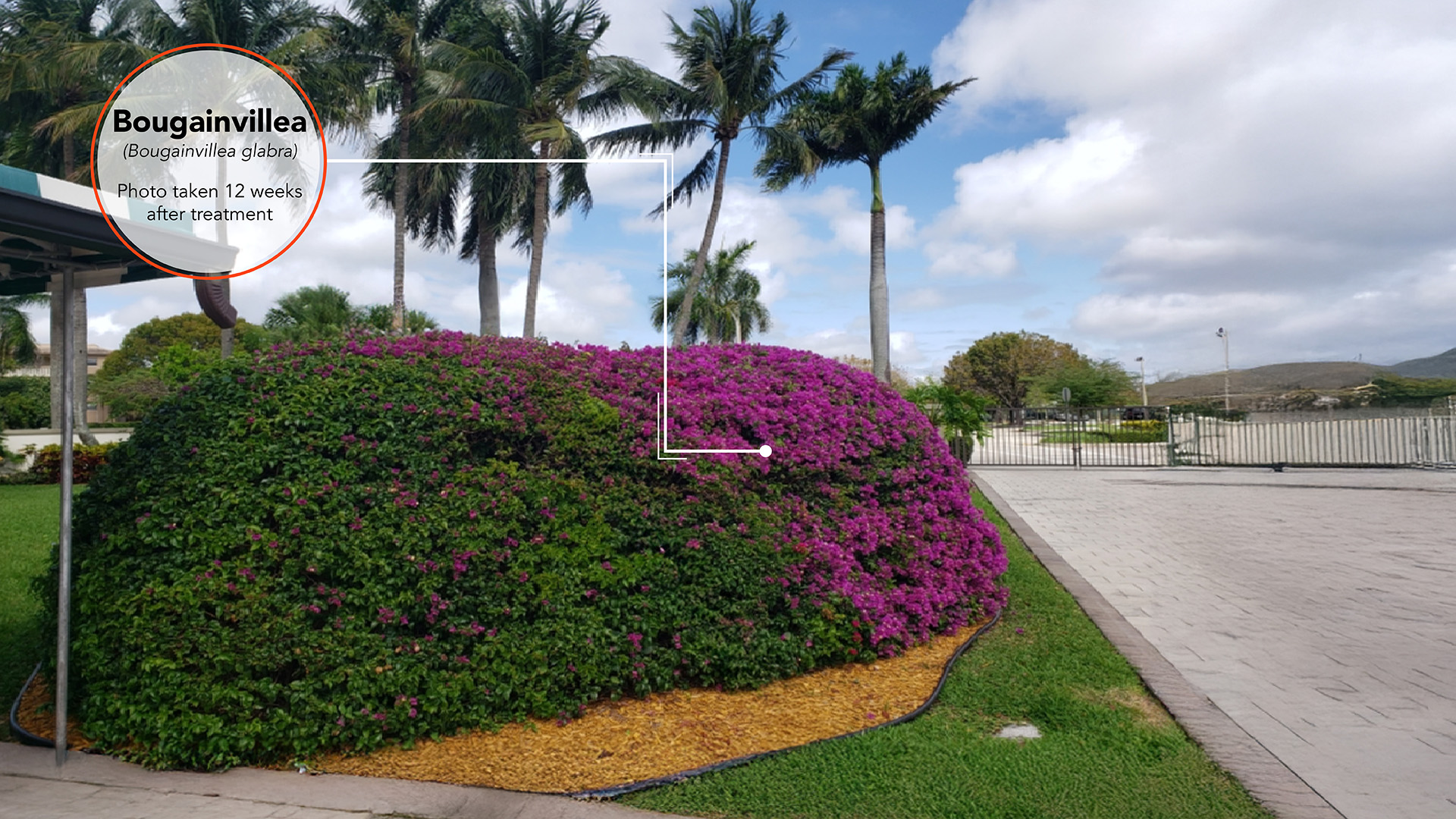 Bougainvillea Results