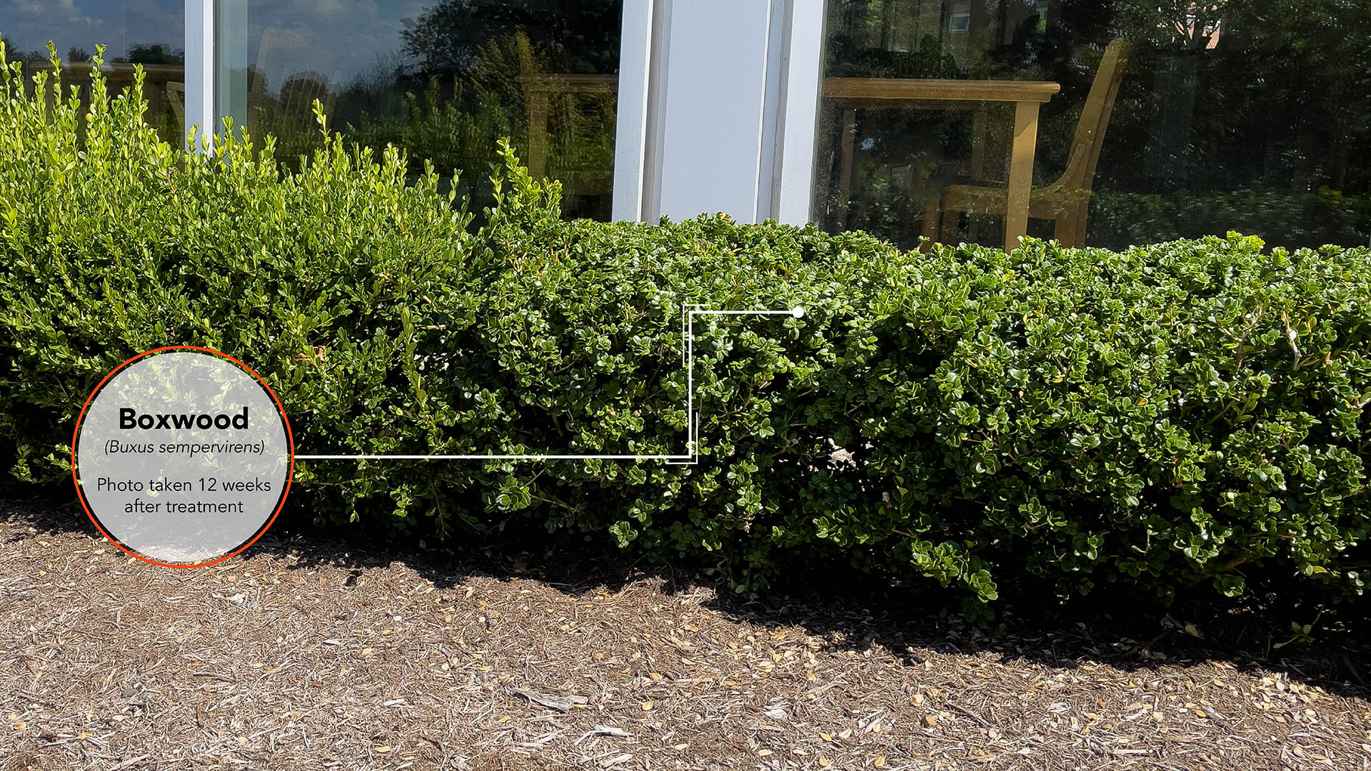 Boxwood Results