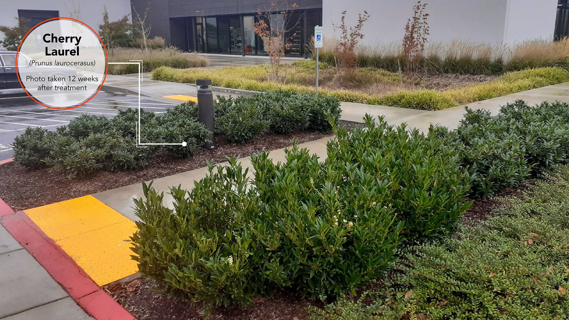 Cherry Laurel Results