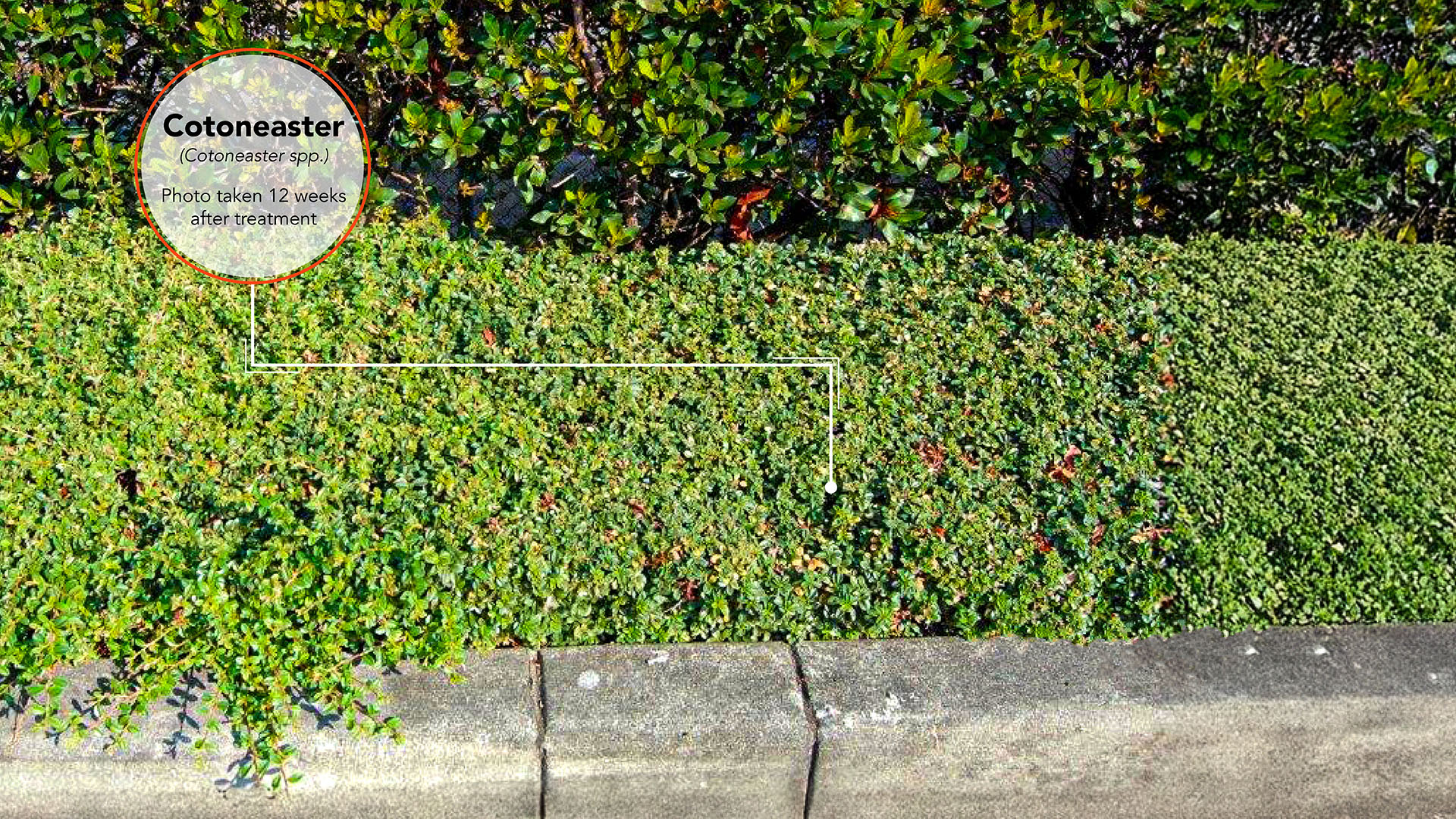 Cotoneaster Results