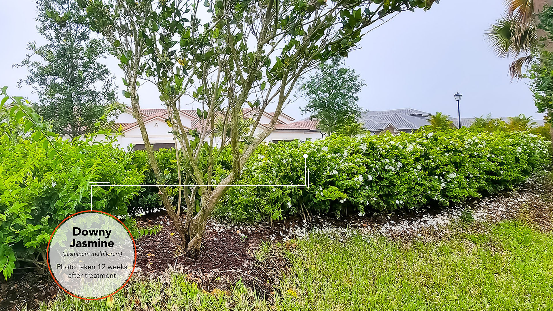 Downy Jasmine Results