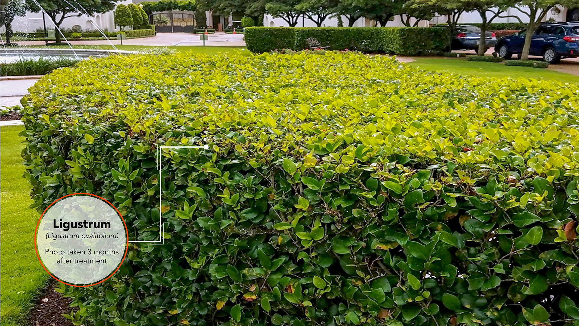 Ligustrum Results