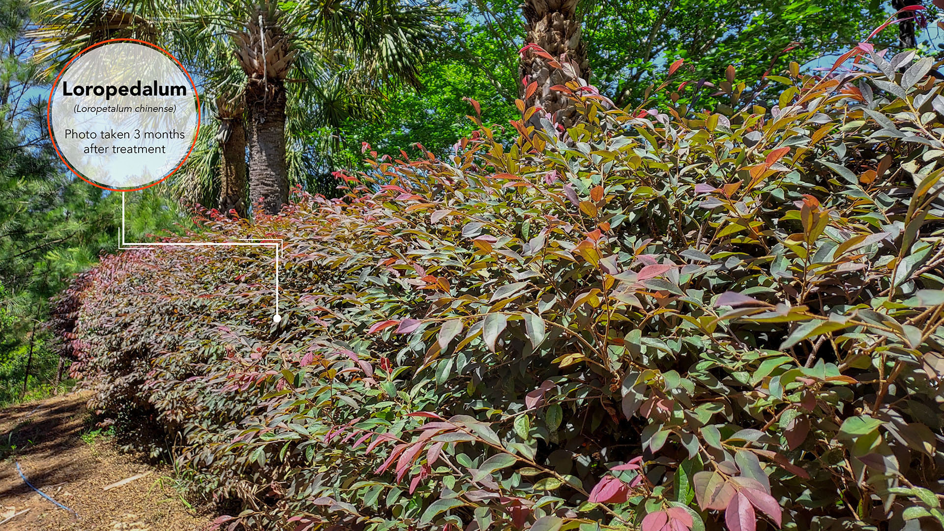 Loropedalum Results