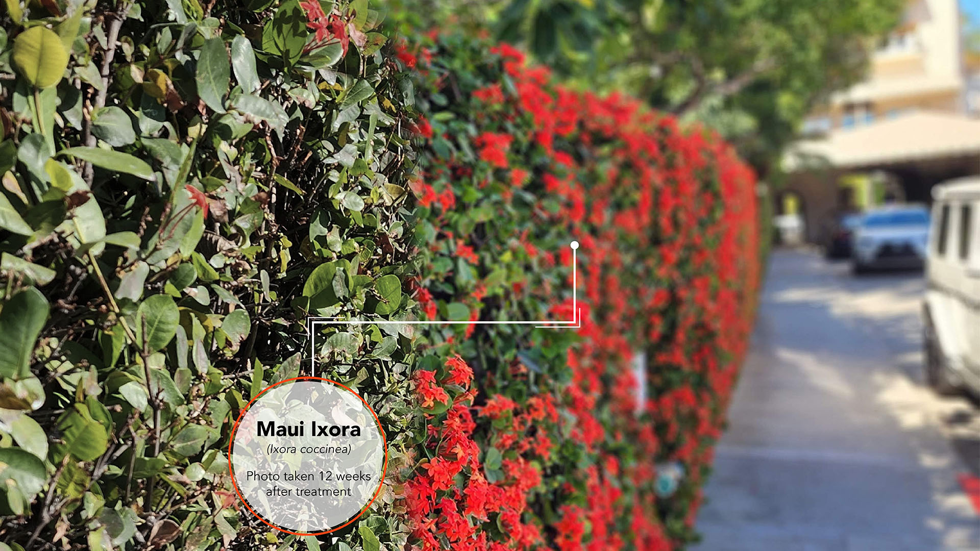 Maui Ixora Results