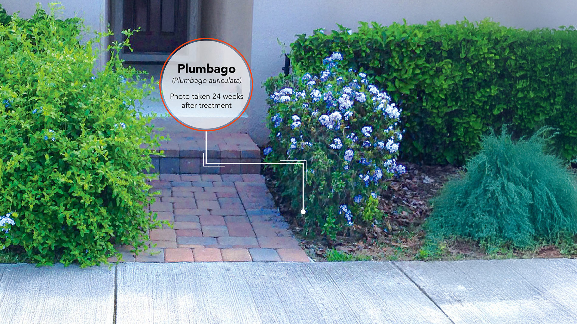 Plumbago Results