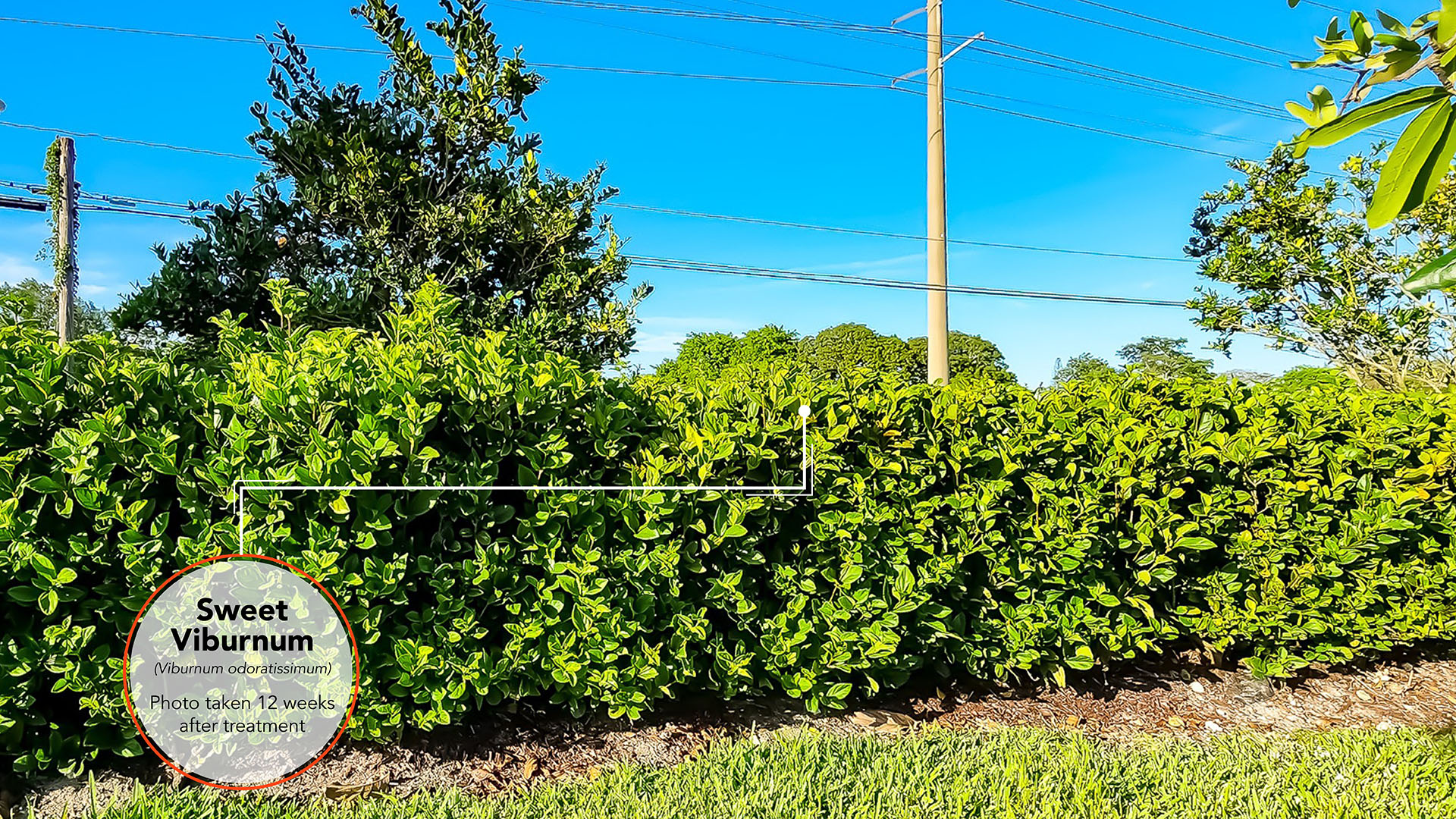 Sweet Viburnum Results