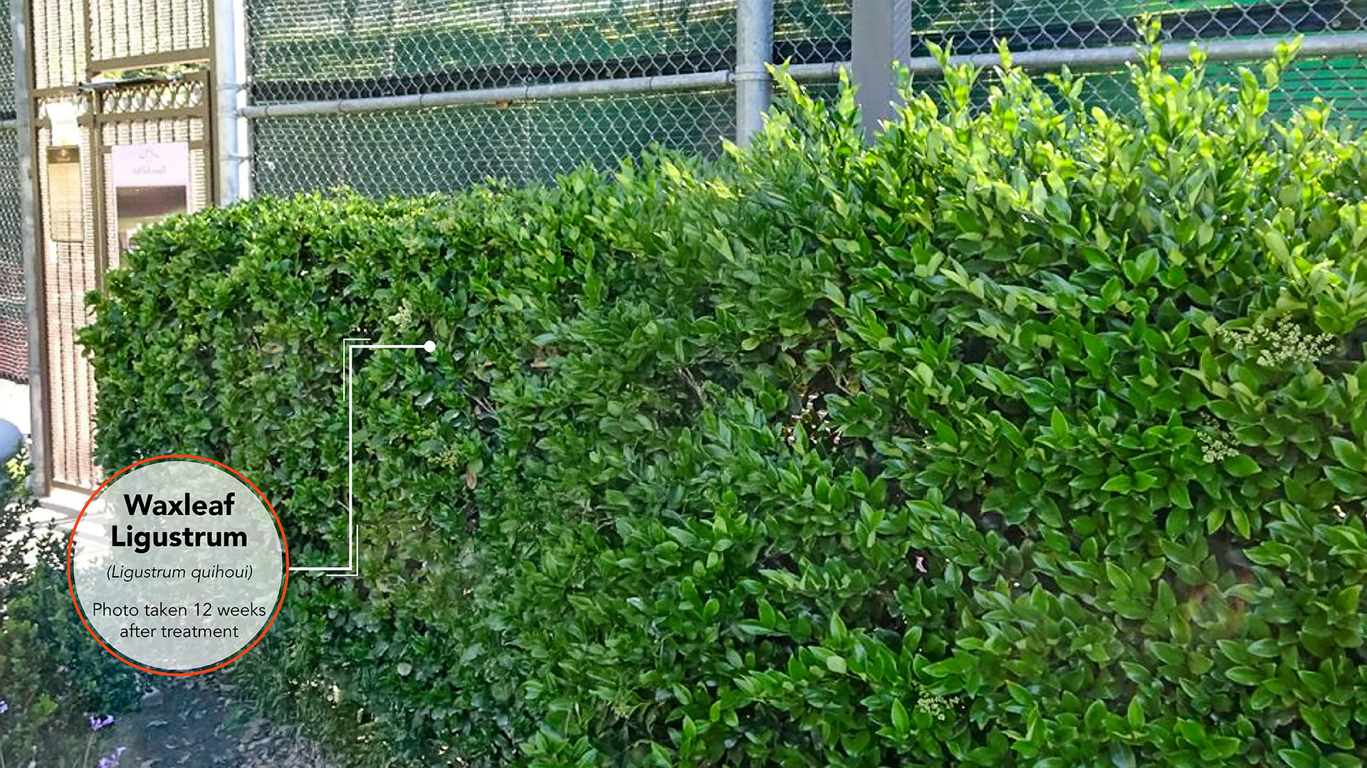 Waxleaf Ligustrum Results