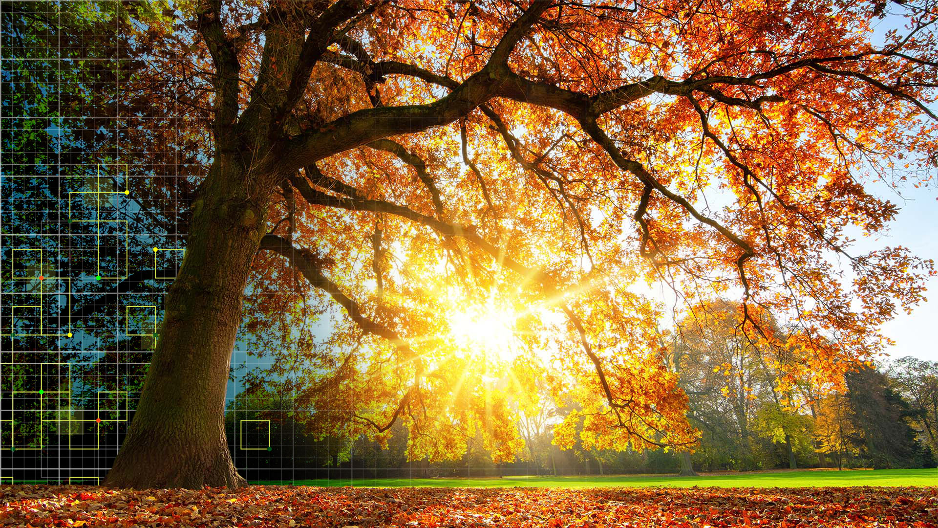 majestic oak