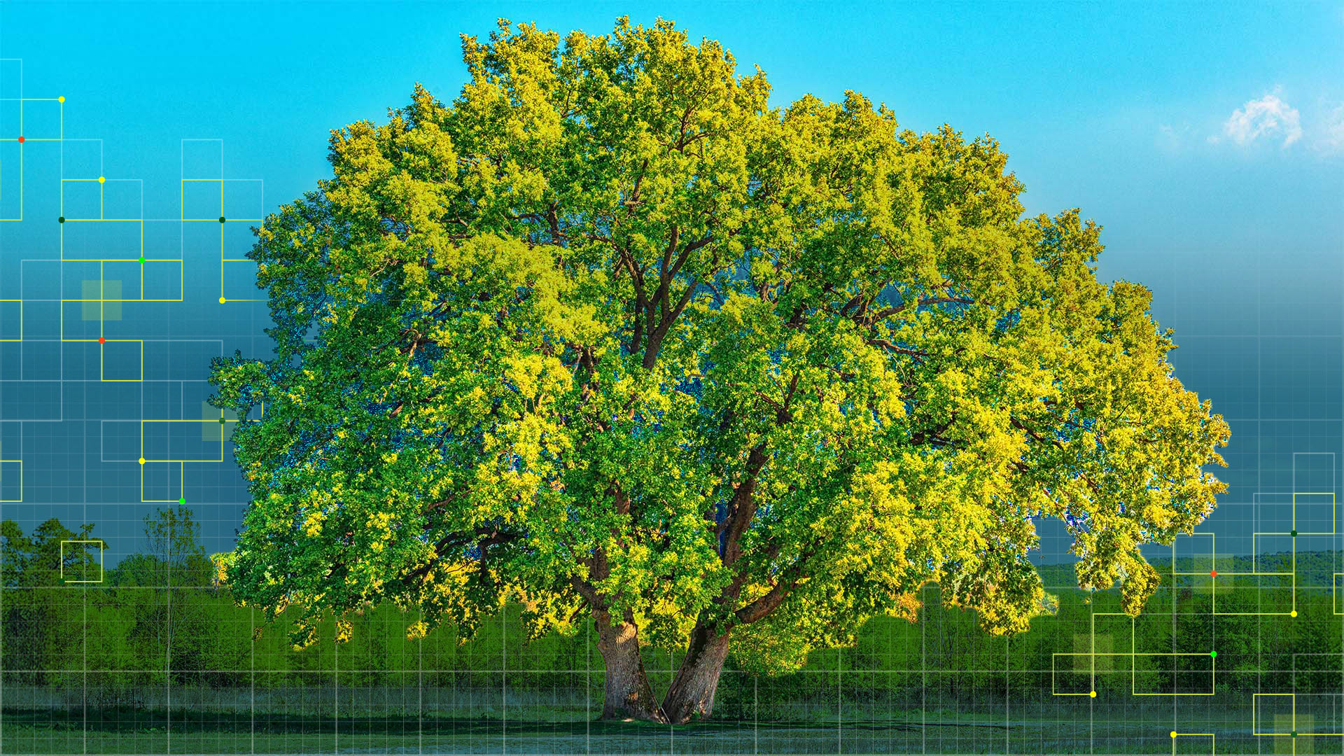 oak clearing
