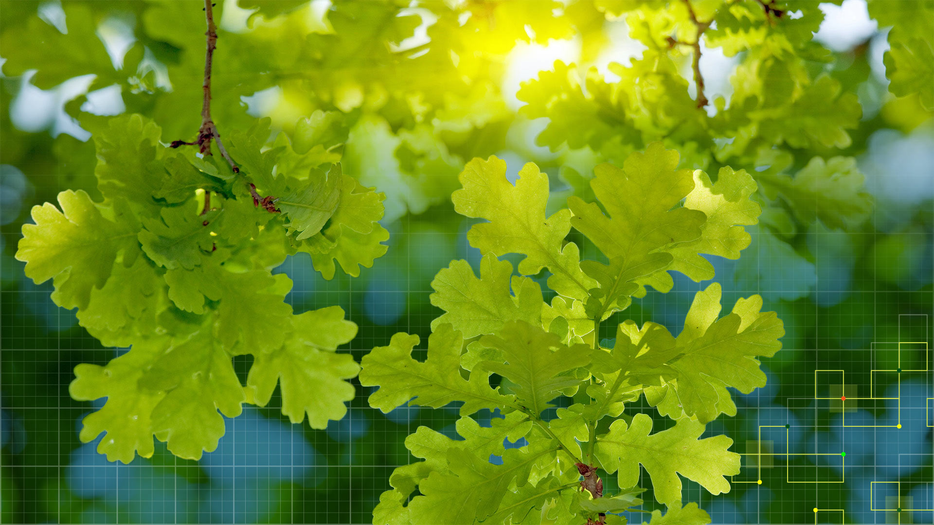 oak leaves