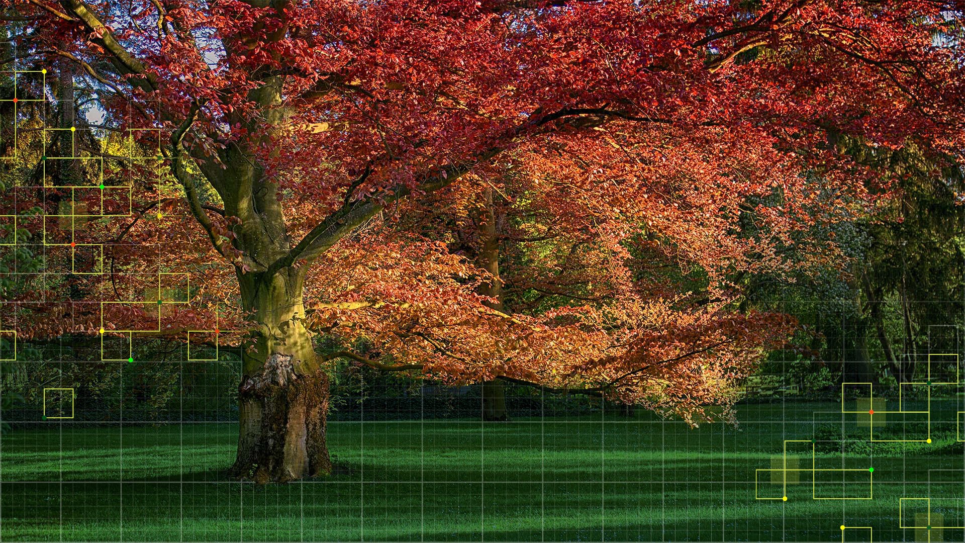 red oak