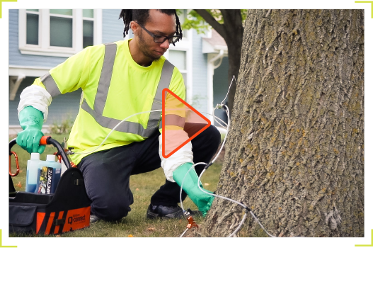 Tree Injection